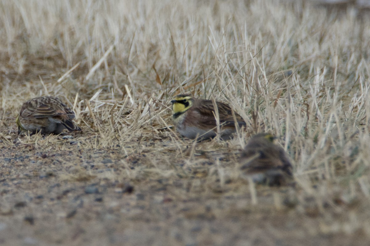 Жайворонок рогатий - ML647142185