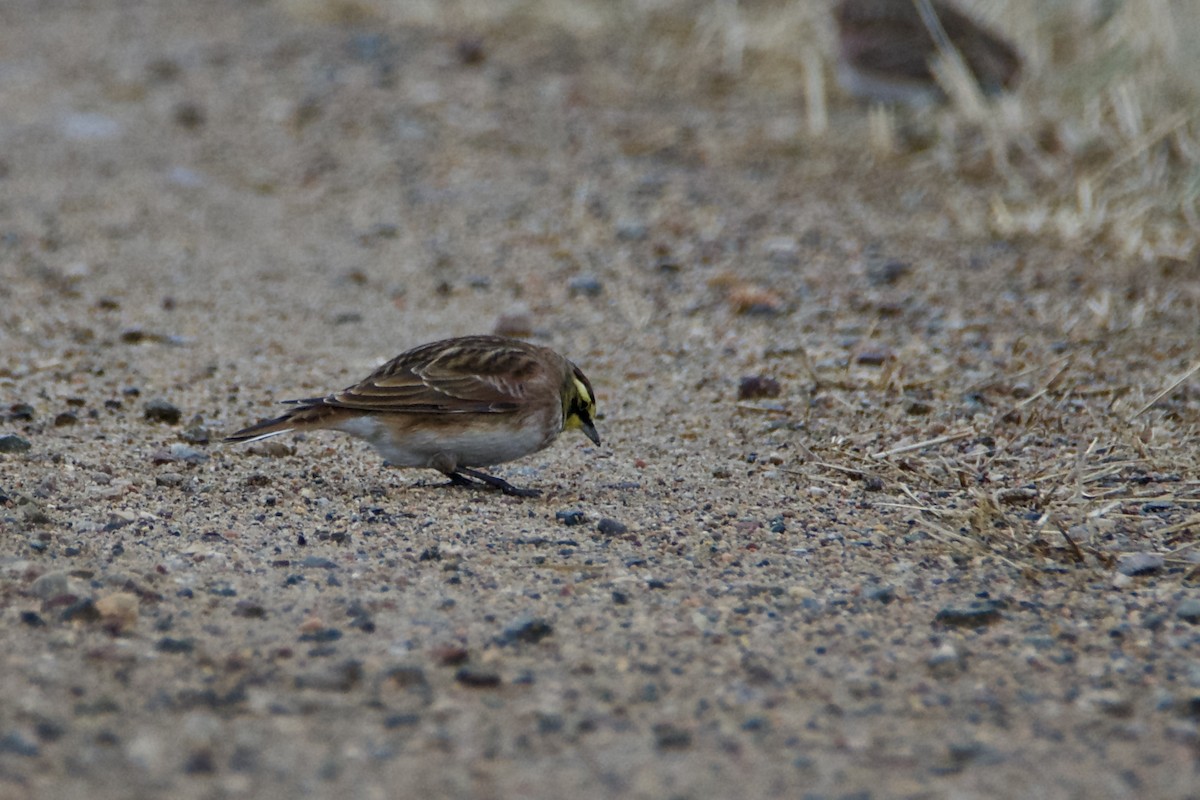 Жайворонок рогатий - ML647142186