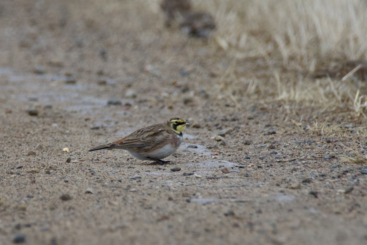 Жайворонок рогатий - ML647142187