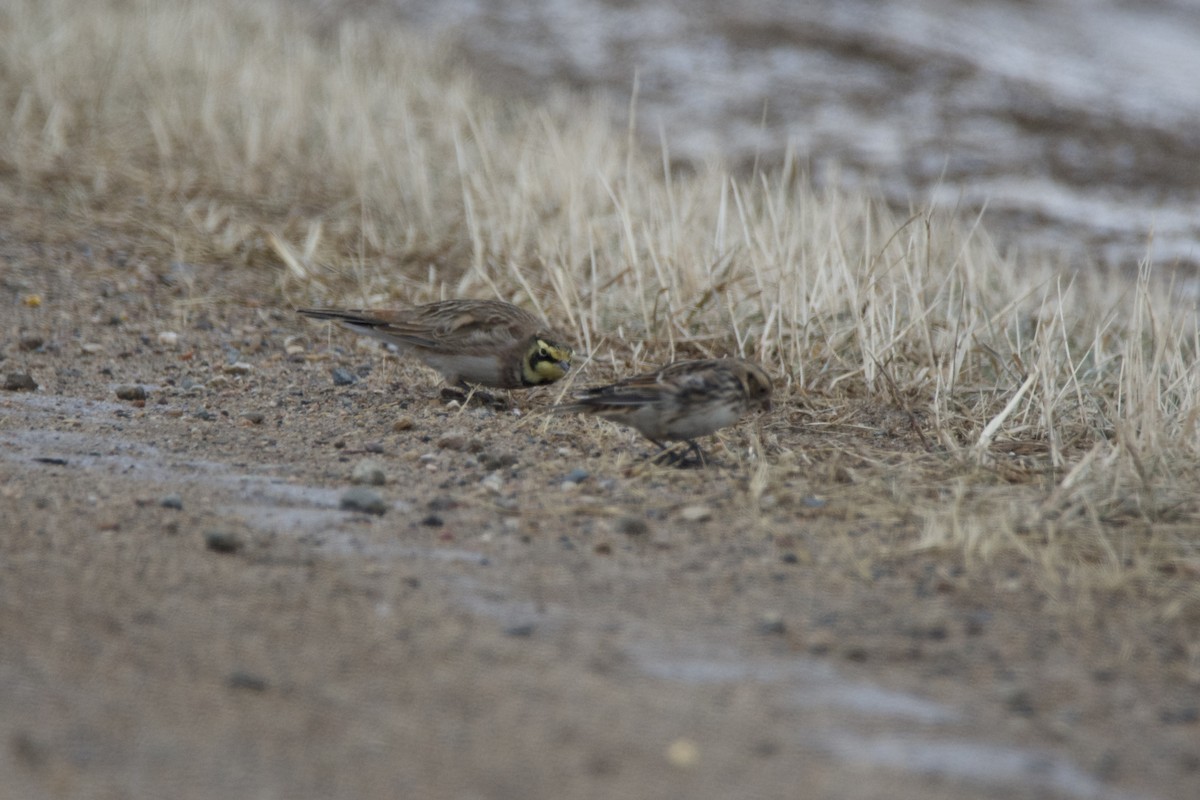 Жайворонок рогатий - ML647142188