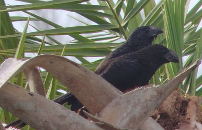 Smooth-billed Ani - ML647142190