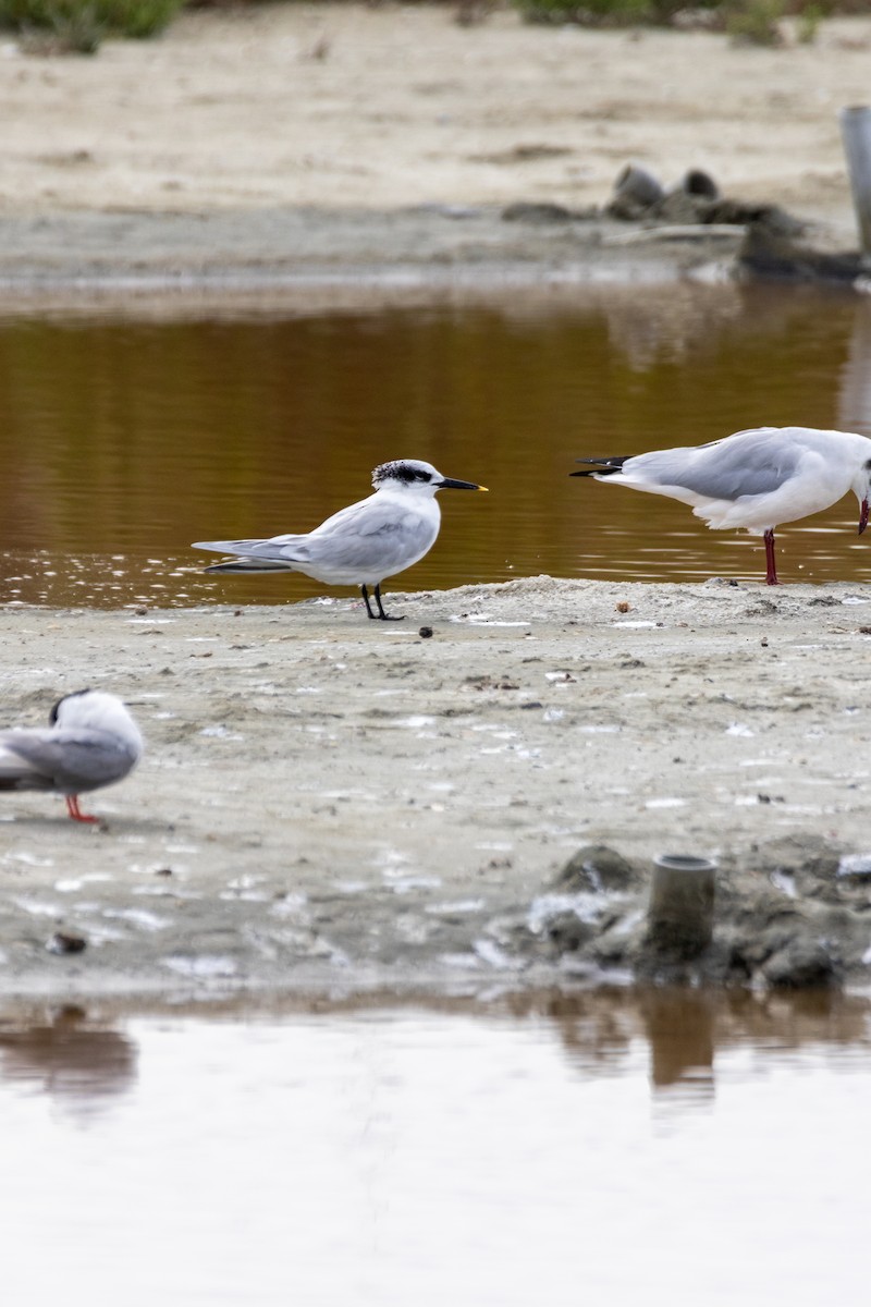 Sandwich Tern - ML647142191