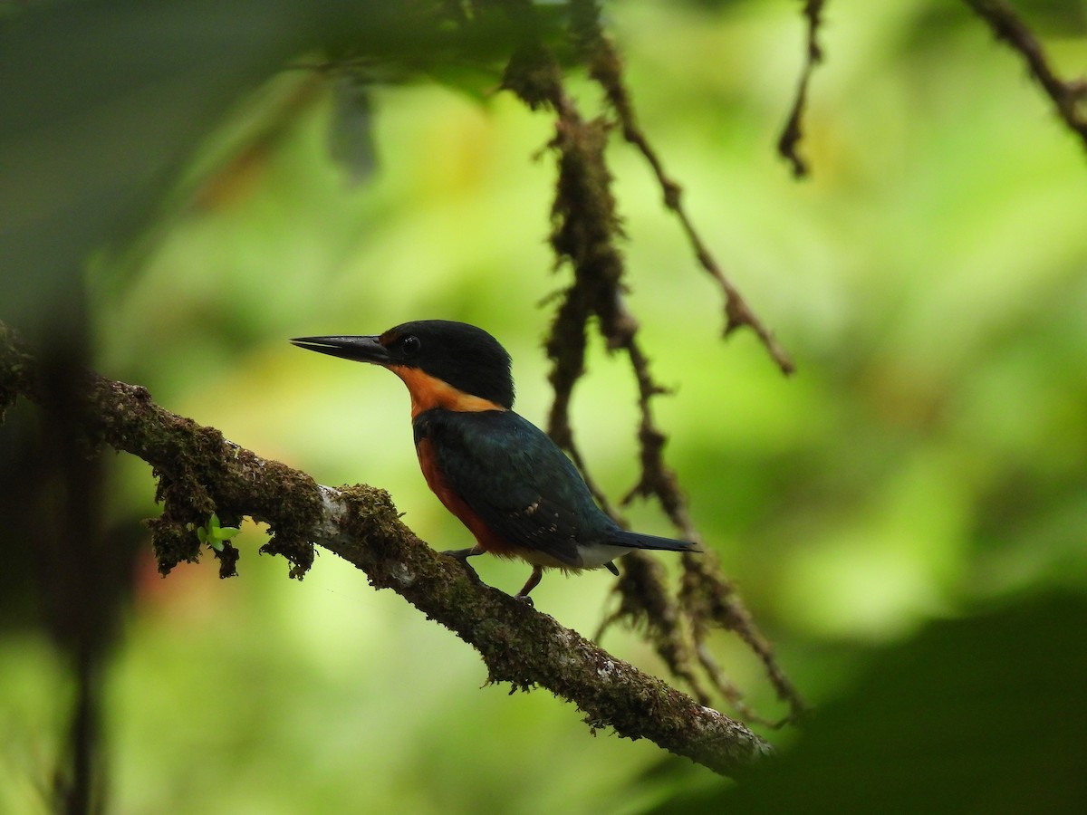 bronseisfugl - ML647142193