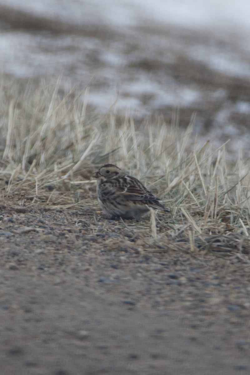 Подорожник лапландський - ML647142199