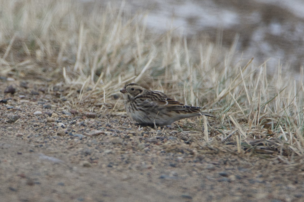 Подорожник лапландський - ML647142200
