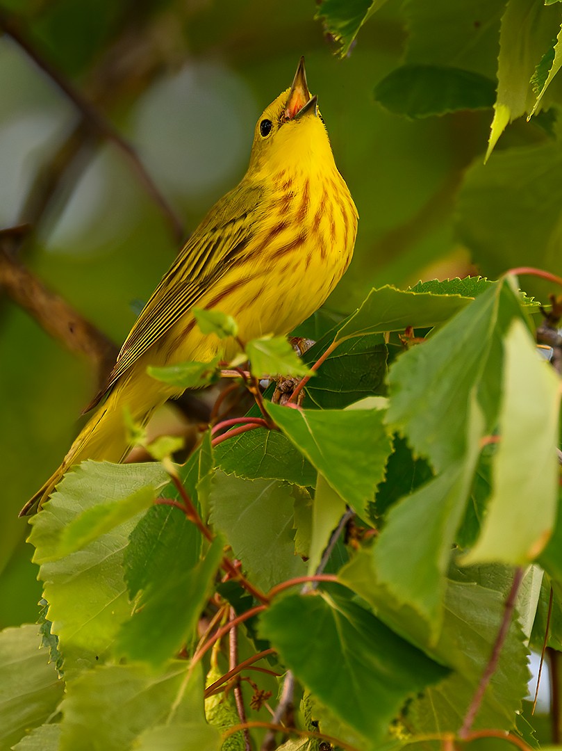 Northern Yellow Warbler - ML647142201