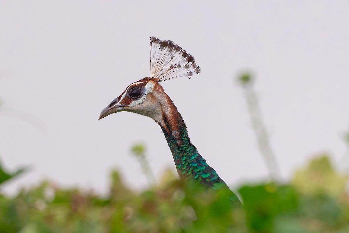 藍孔雀 - ML647142206