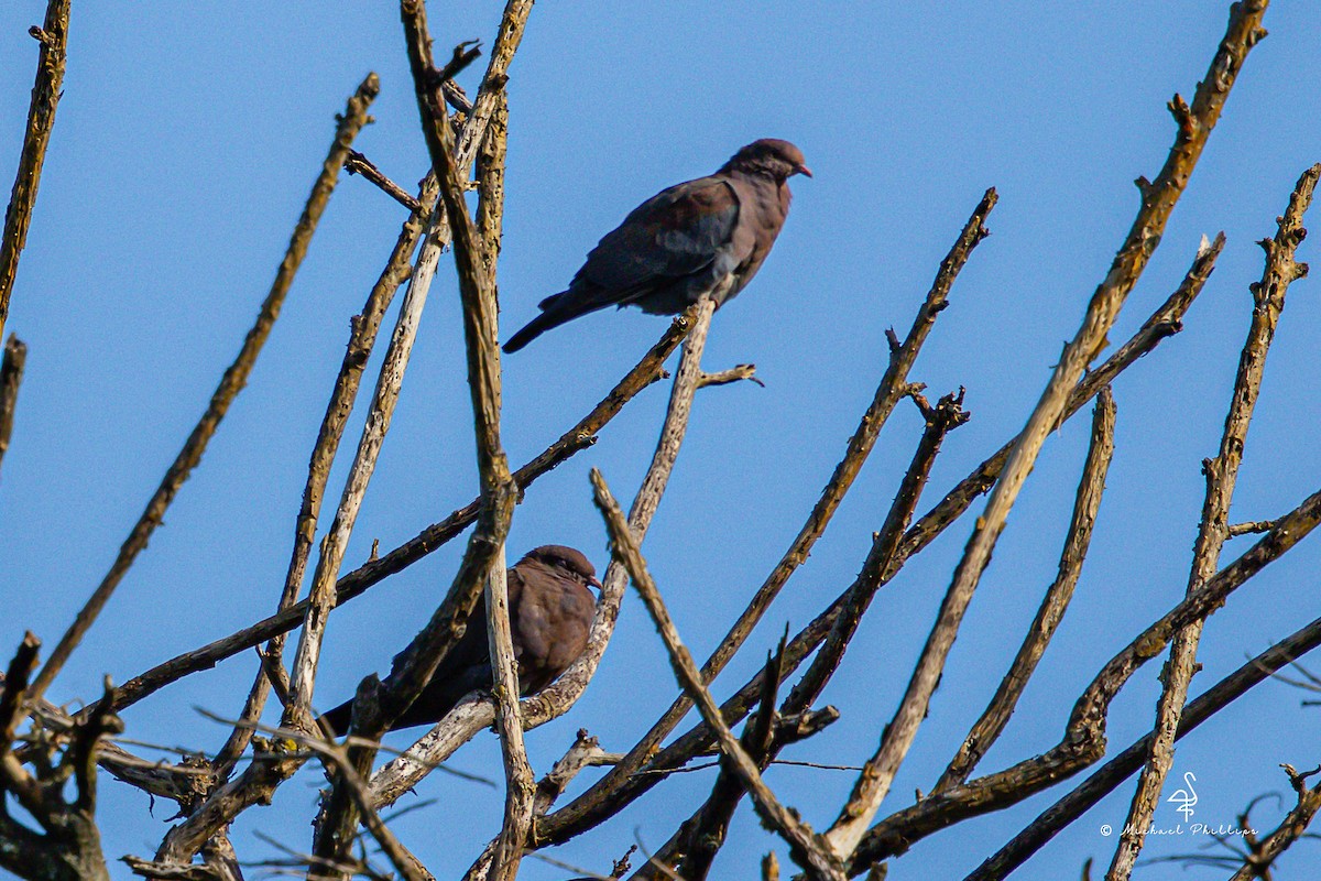 Red-billed Pigeon - ML647142207