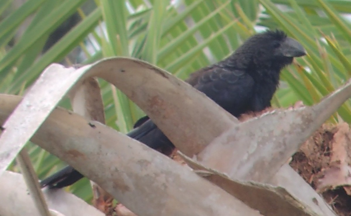 Smooth-billed Ani - ML647142220