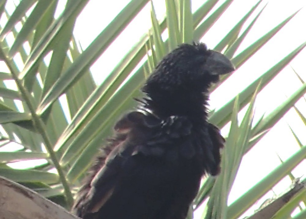 Smooth-billed Ani - ML647142221