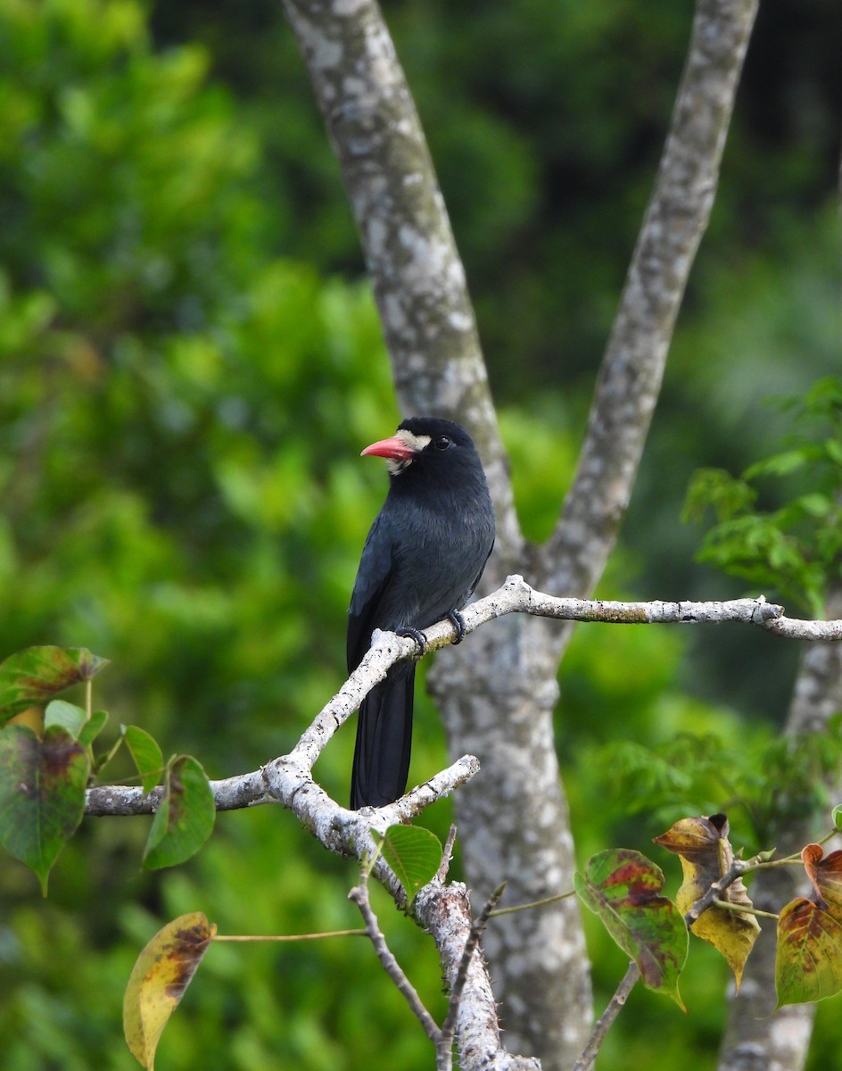 White-fronted Nunbird - ML647142223