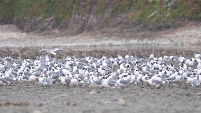 Franklin's Gull - ML647142232