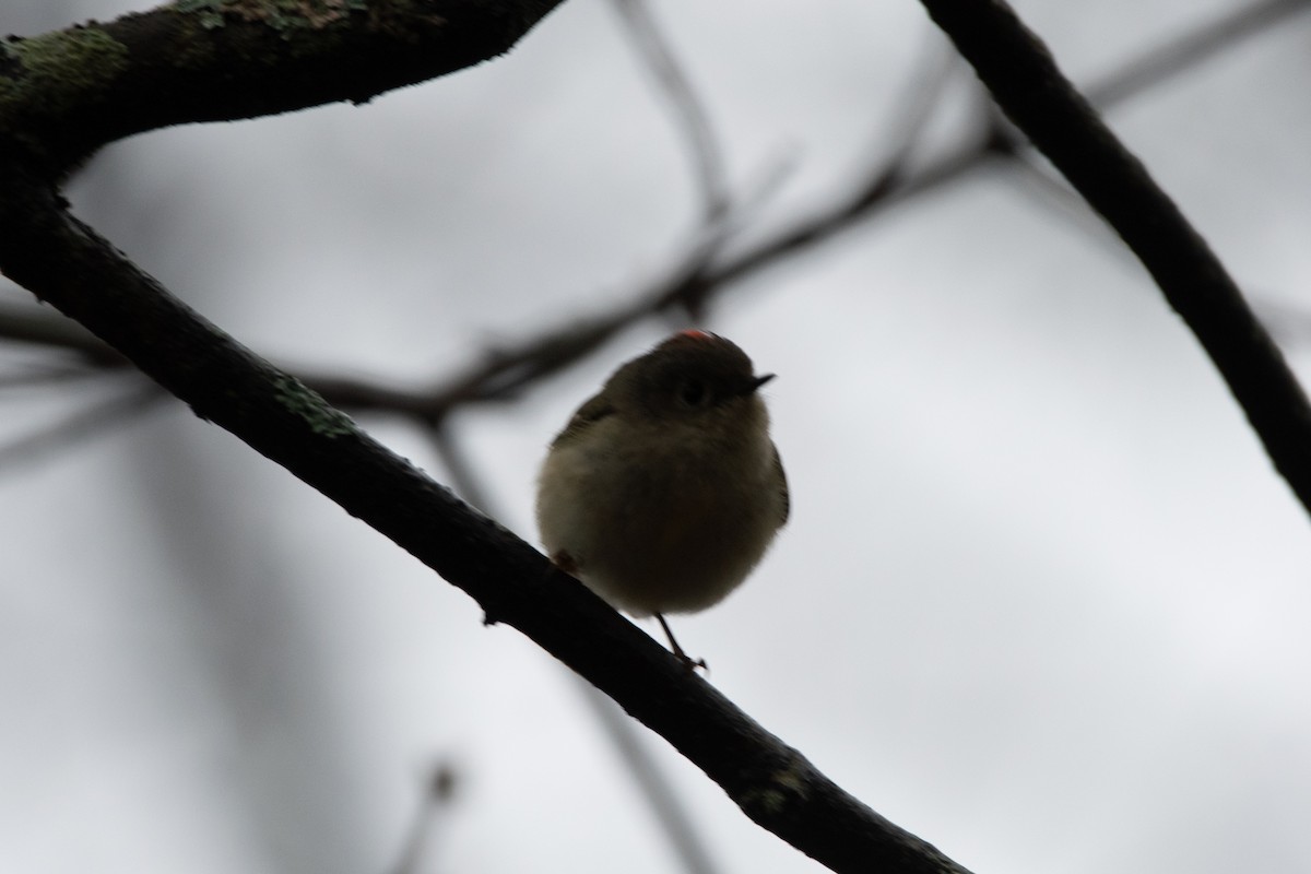 Ruby-crowned Kinglet - ML647142234