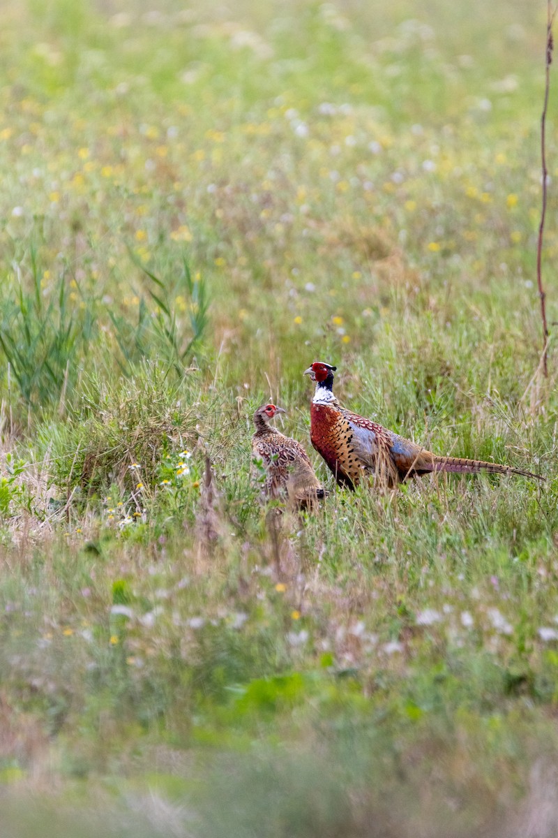 Ring-necked Pheasant - ML647142238
