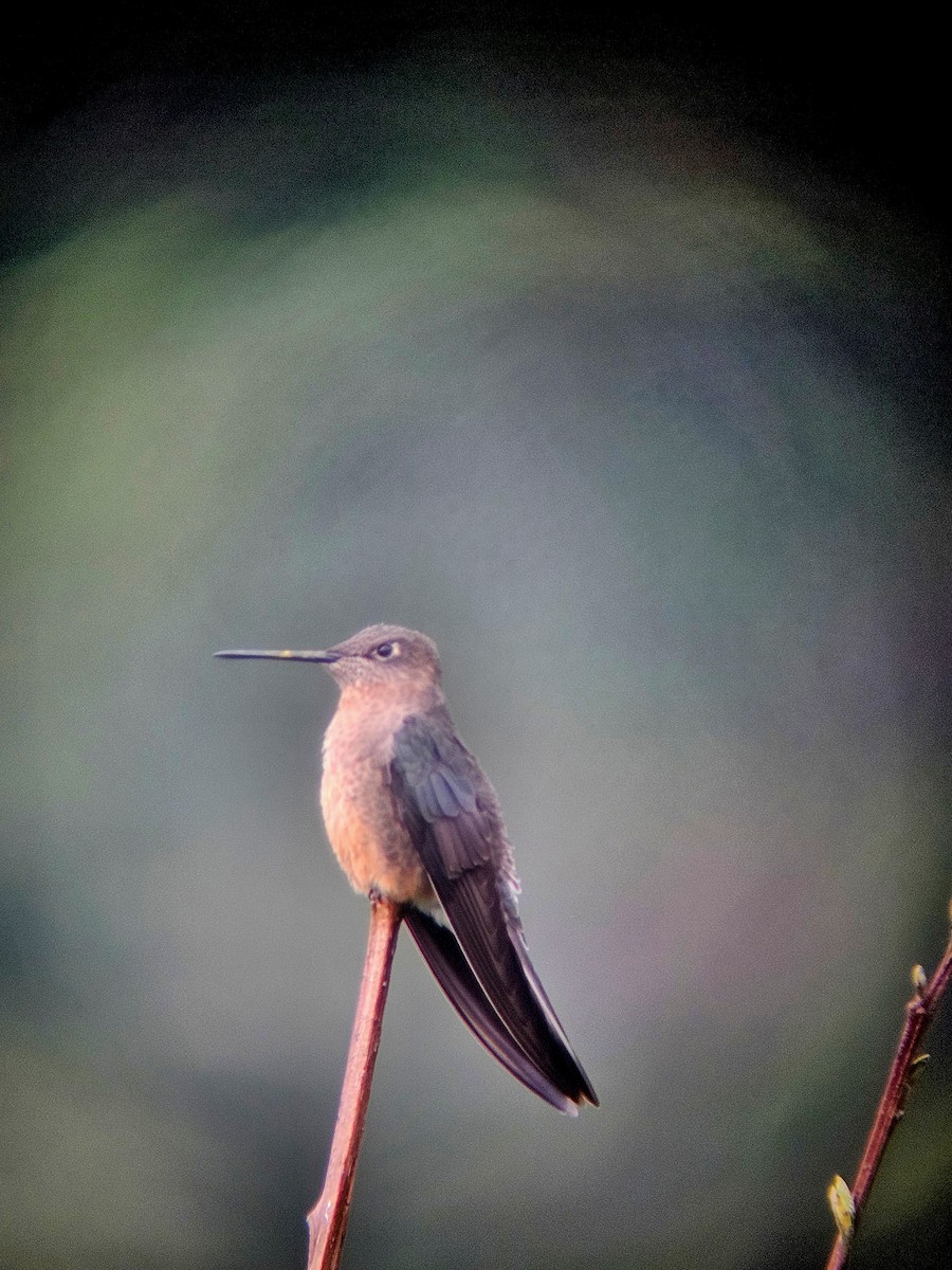 Giant Hummingbird - ML647142247