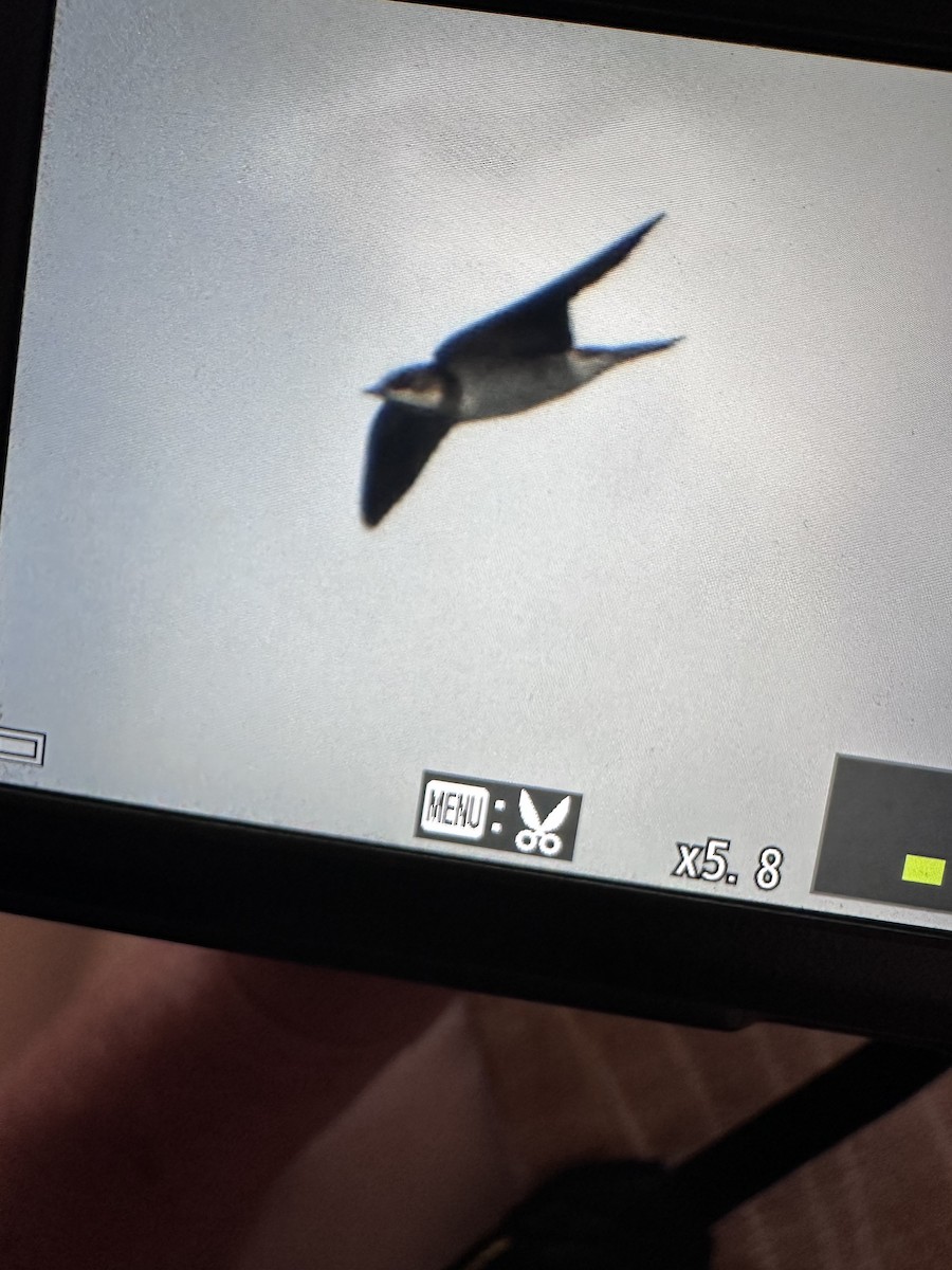 Barn Swallow - ML647142250