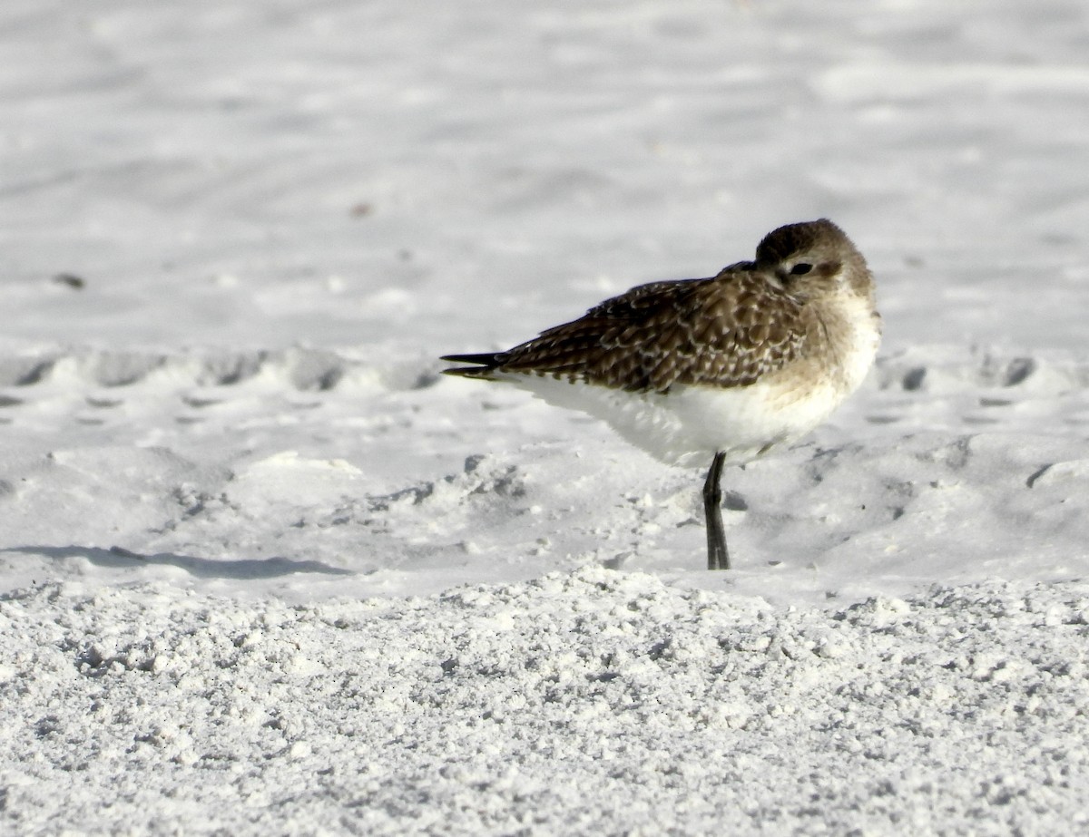 חופזי מנומר - ML647142254