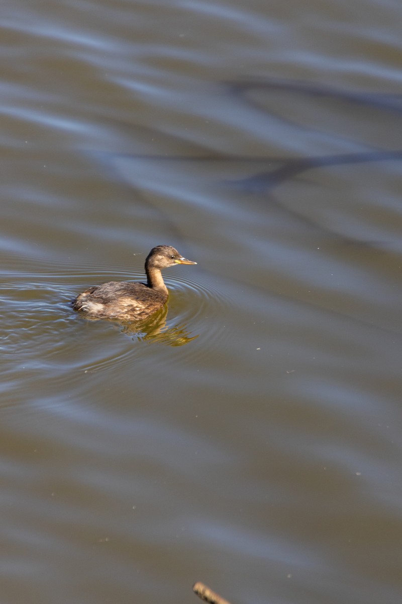 Little Grebe - ML647142262