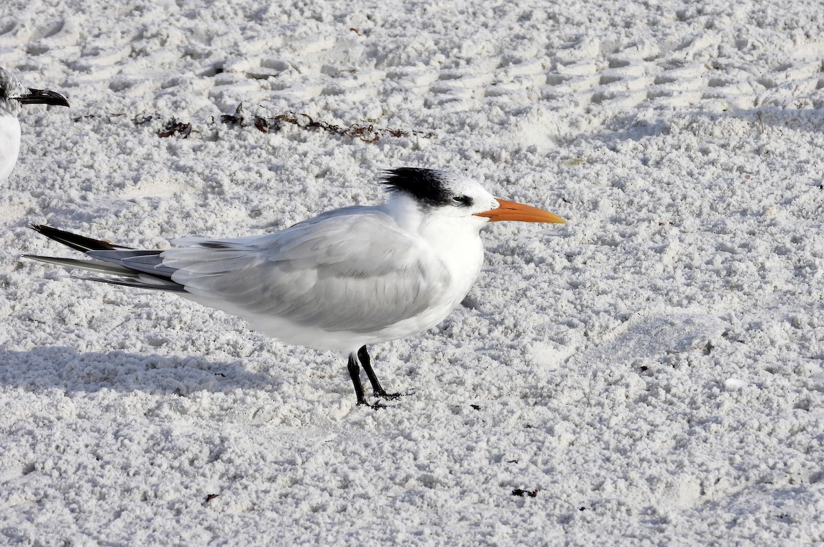 שחפית גדולה - ML647142264