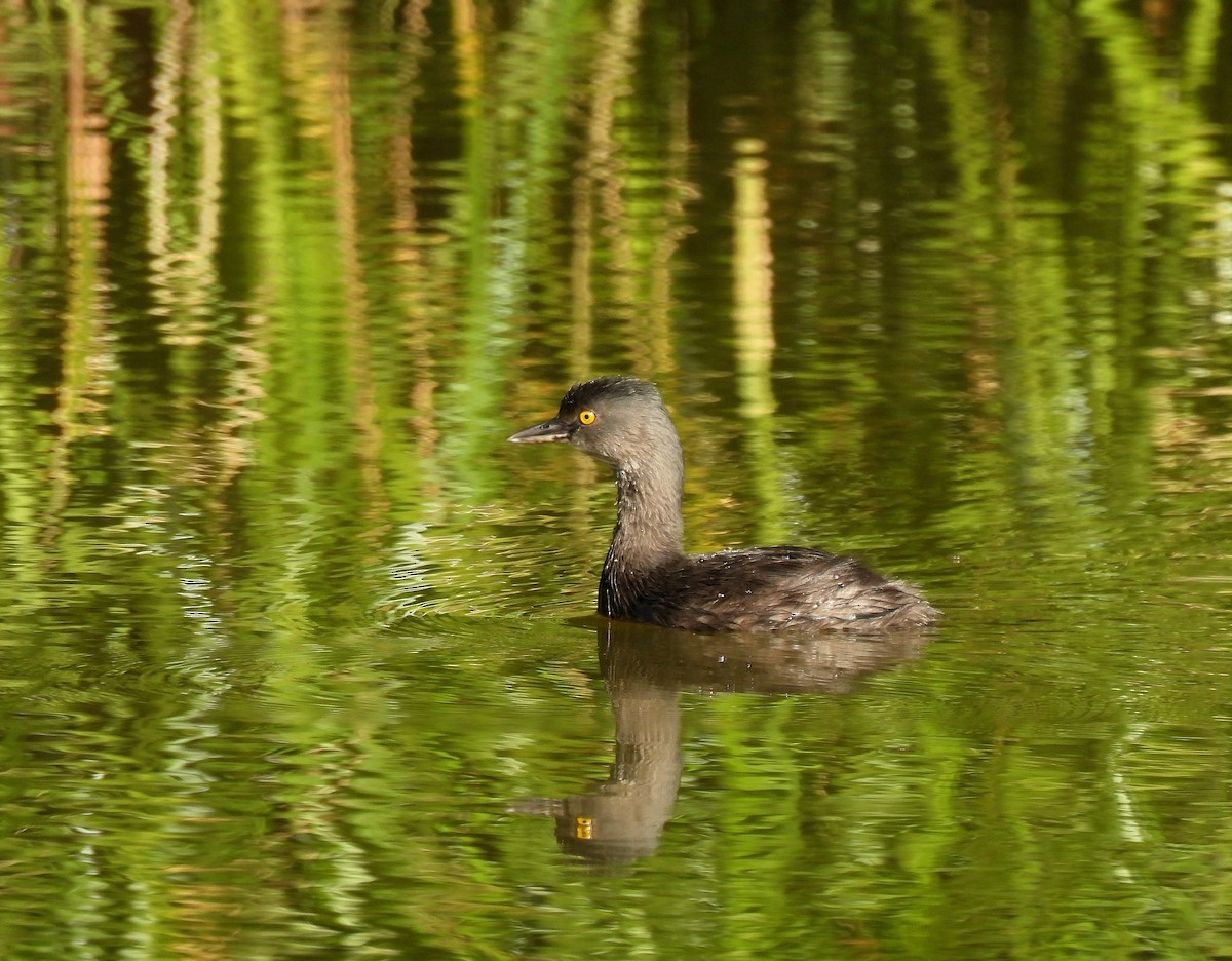 Least Grebe - ML647142266