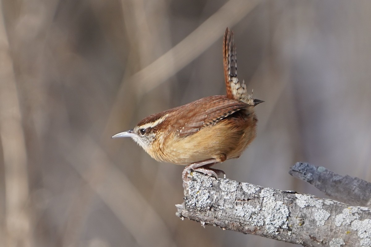 Carolina Wren - ML647142267