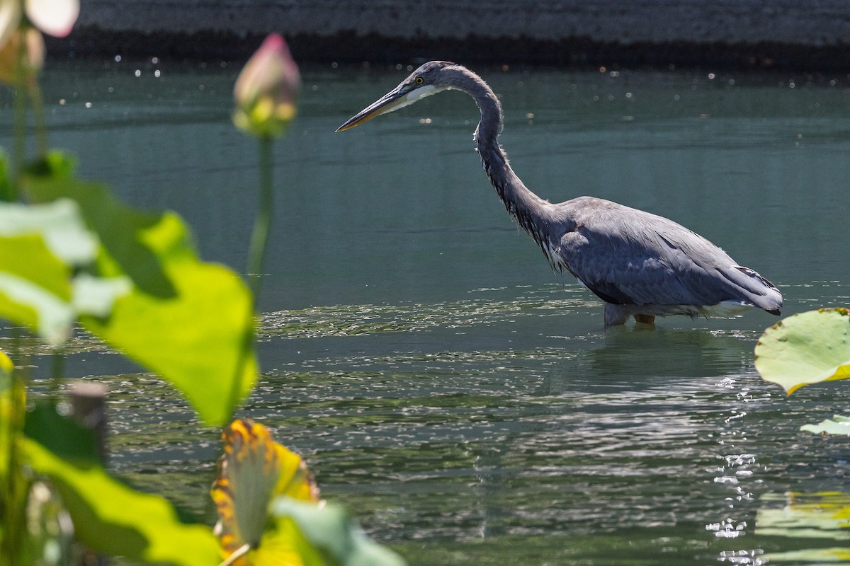 אנפה אמריקנית - ML647142269