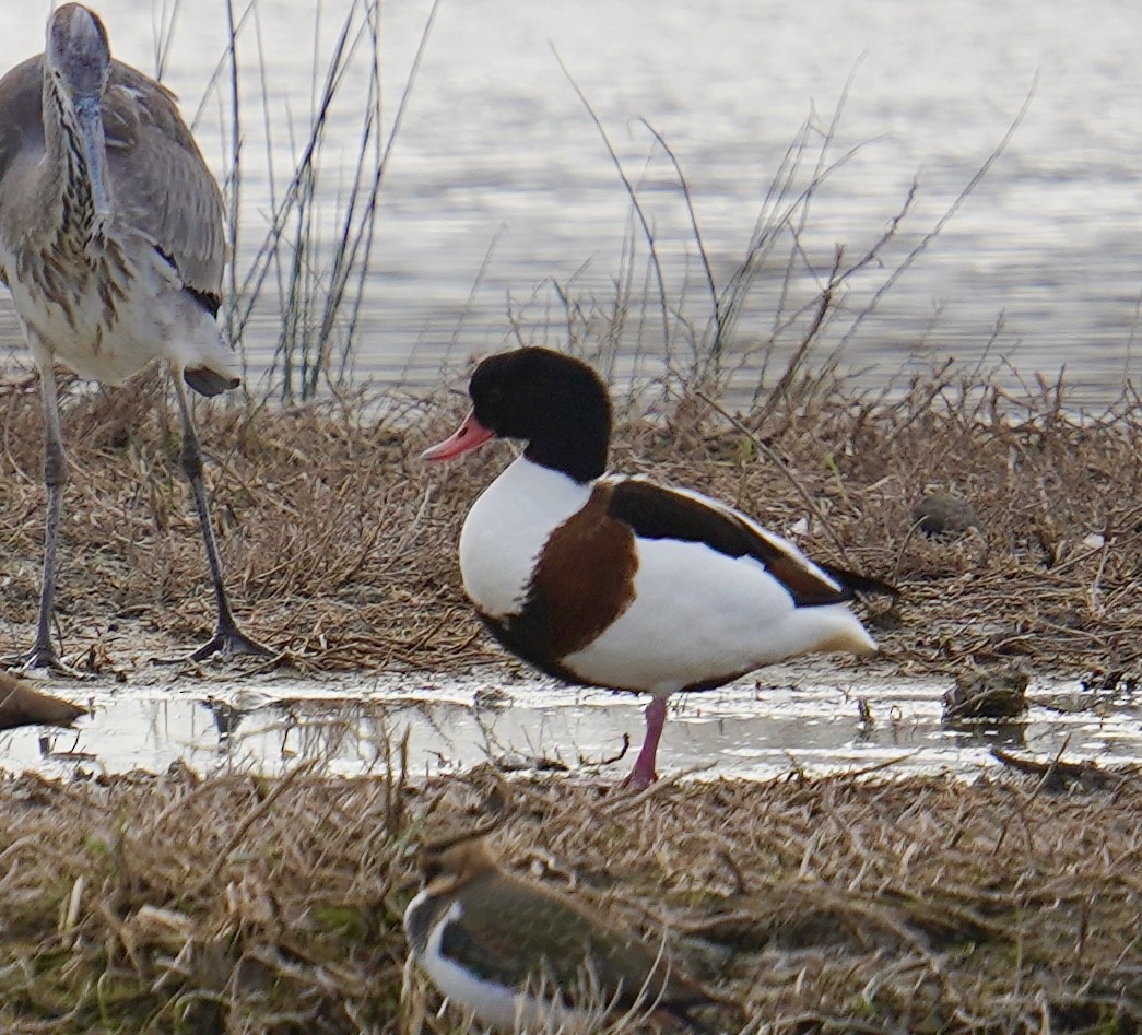 Common Shelduck - ML647142272