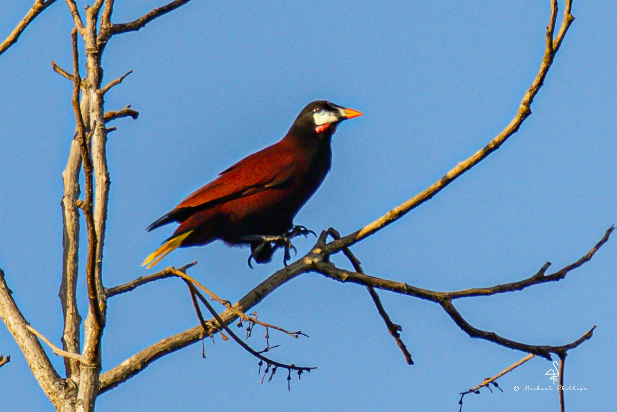 Montezuma Oropendola - ML647142273
