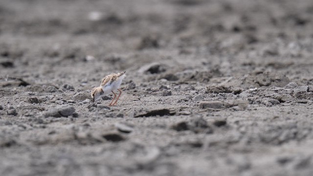 Collared Plover - ML647142275