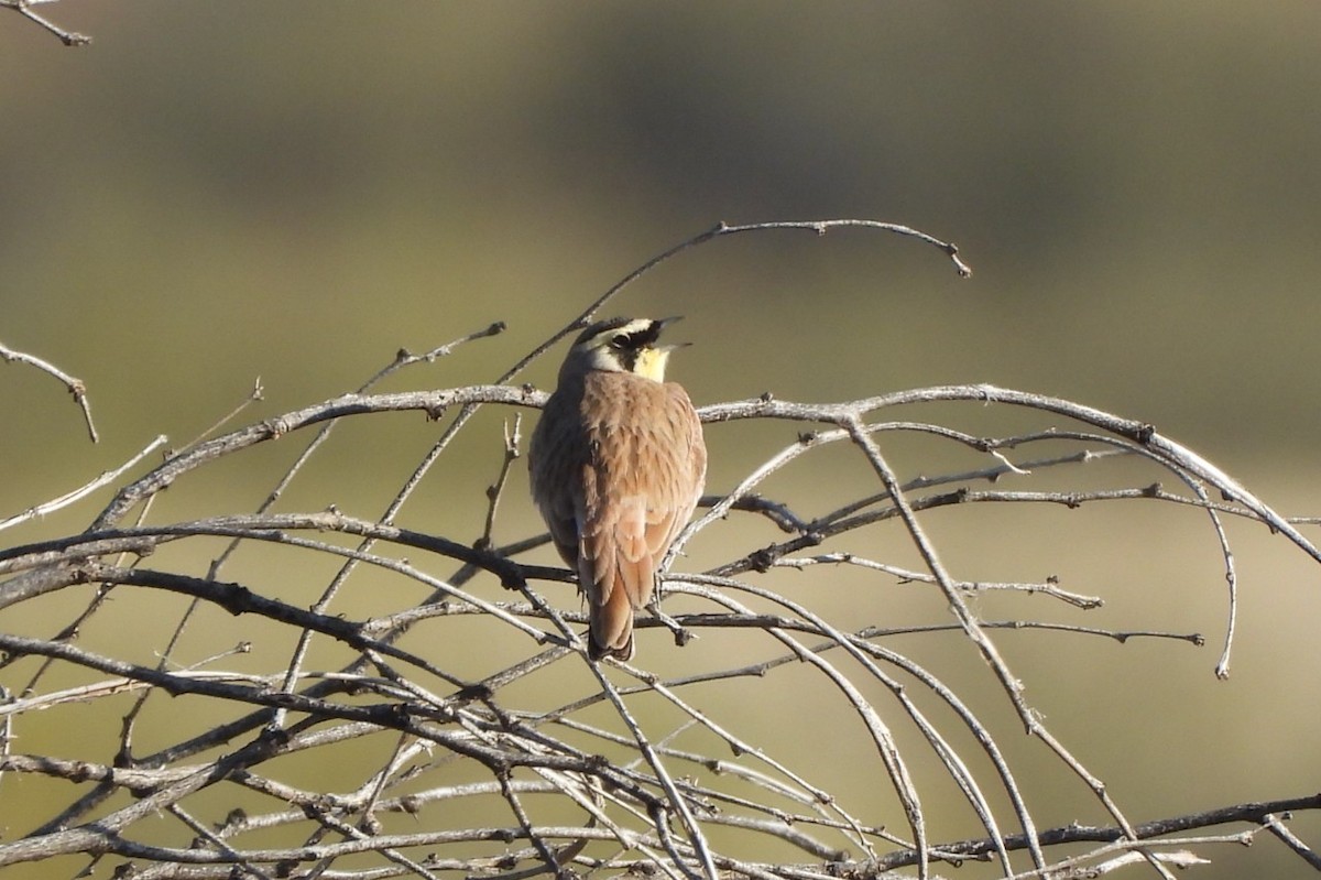 Жайворонок рогатий - ML647142278