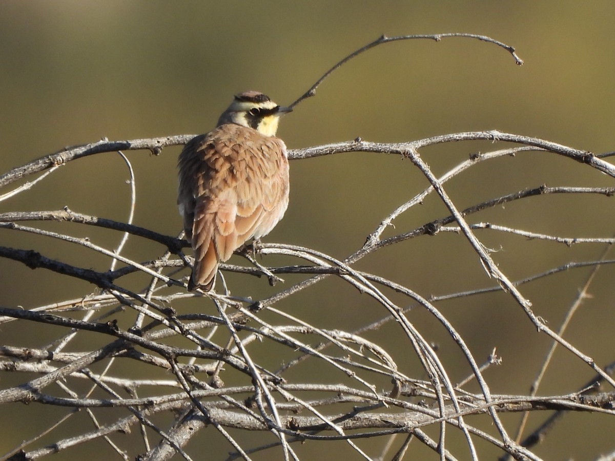 Жайворонок рогатий - ML647142279