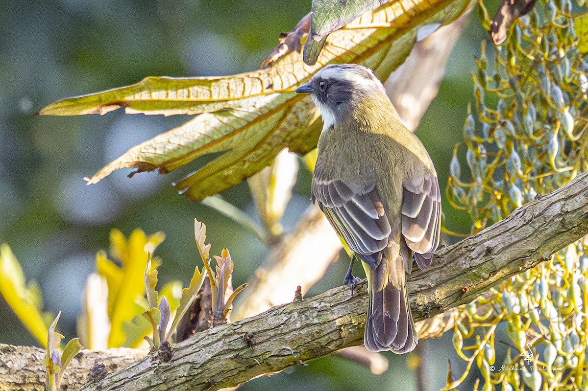 Sosyal Tiran - ML647142282