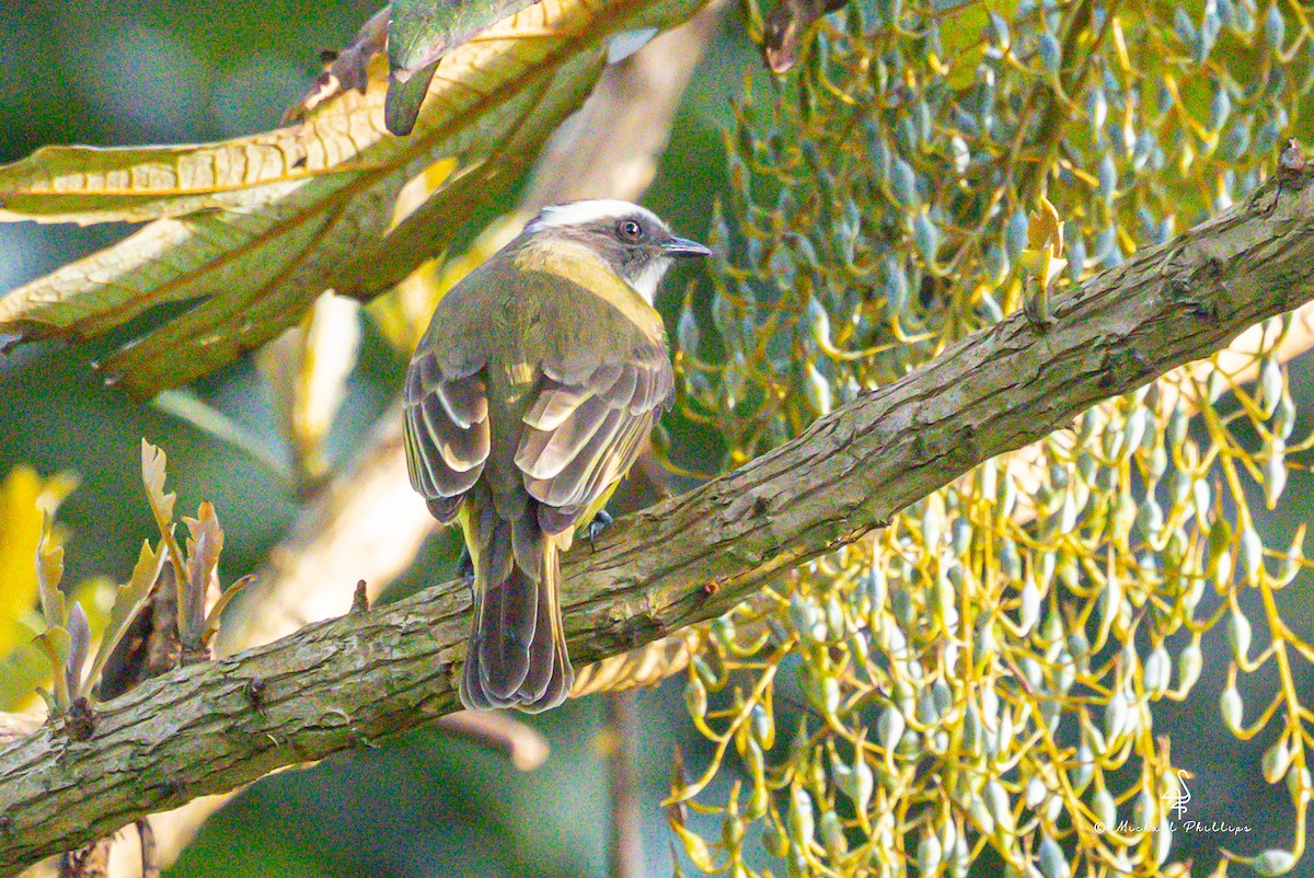 Sosyal Tiran - ML647142283