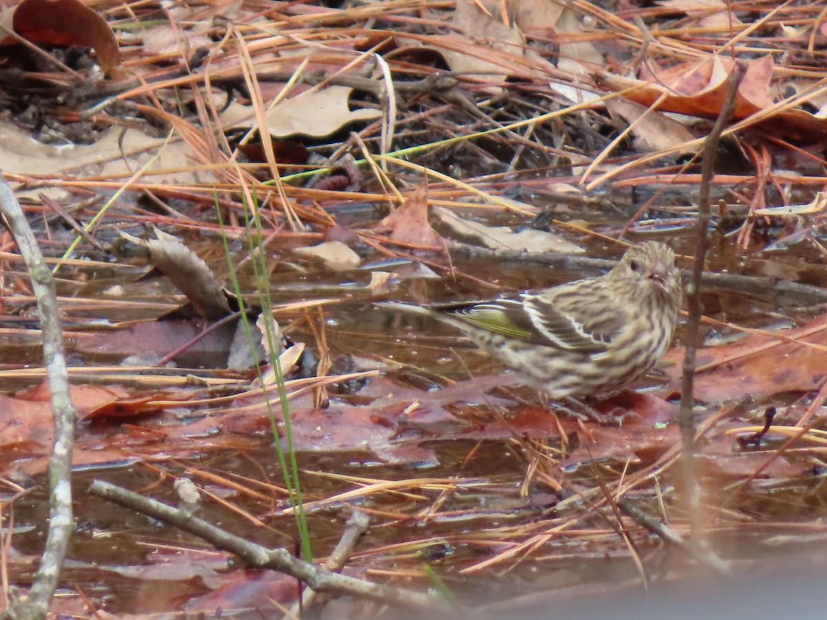 Pine Siskin - ML647142284
