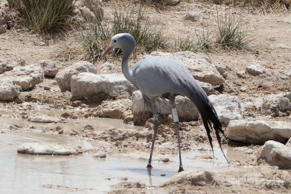 Blue Crane - ML647142285