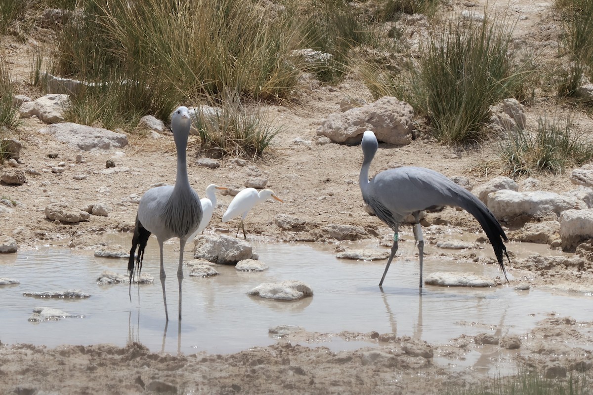 Blue Crane - ML647142287