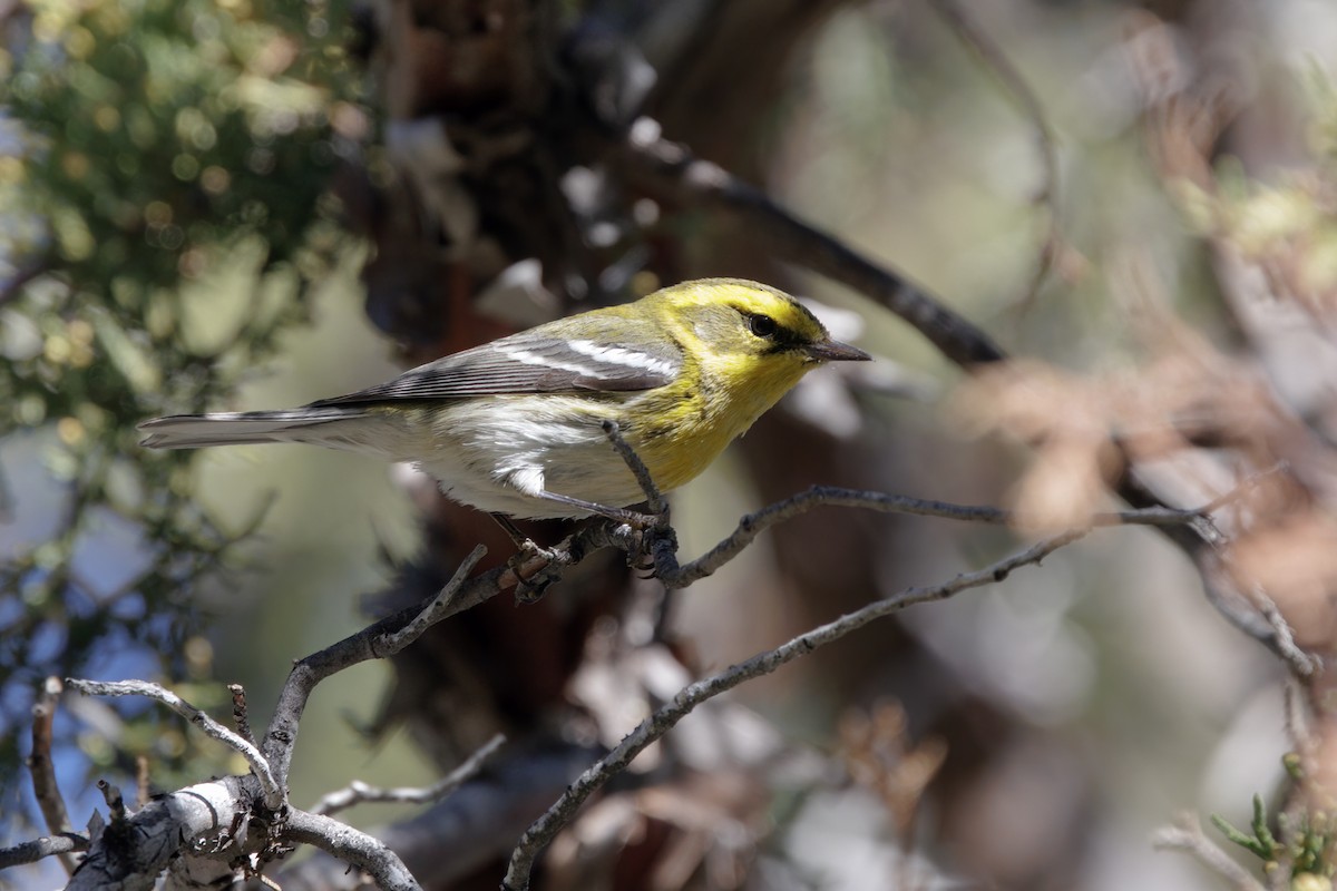 Townsend's Warbler - ML647142289