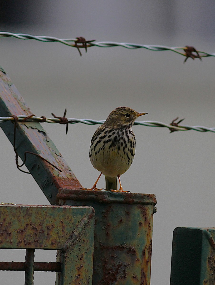 Bisbita Pratense - ML647142291