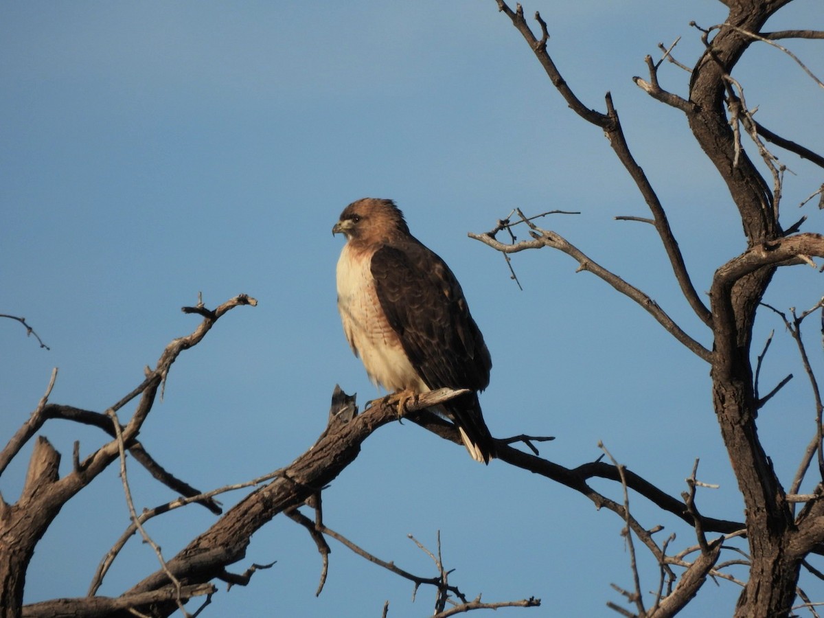 Red-tailed Hawk - ML647142292