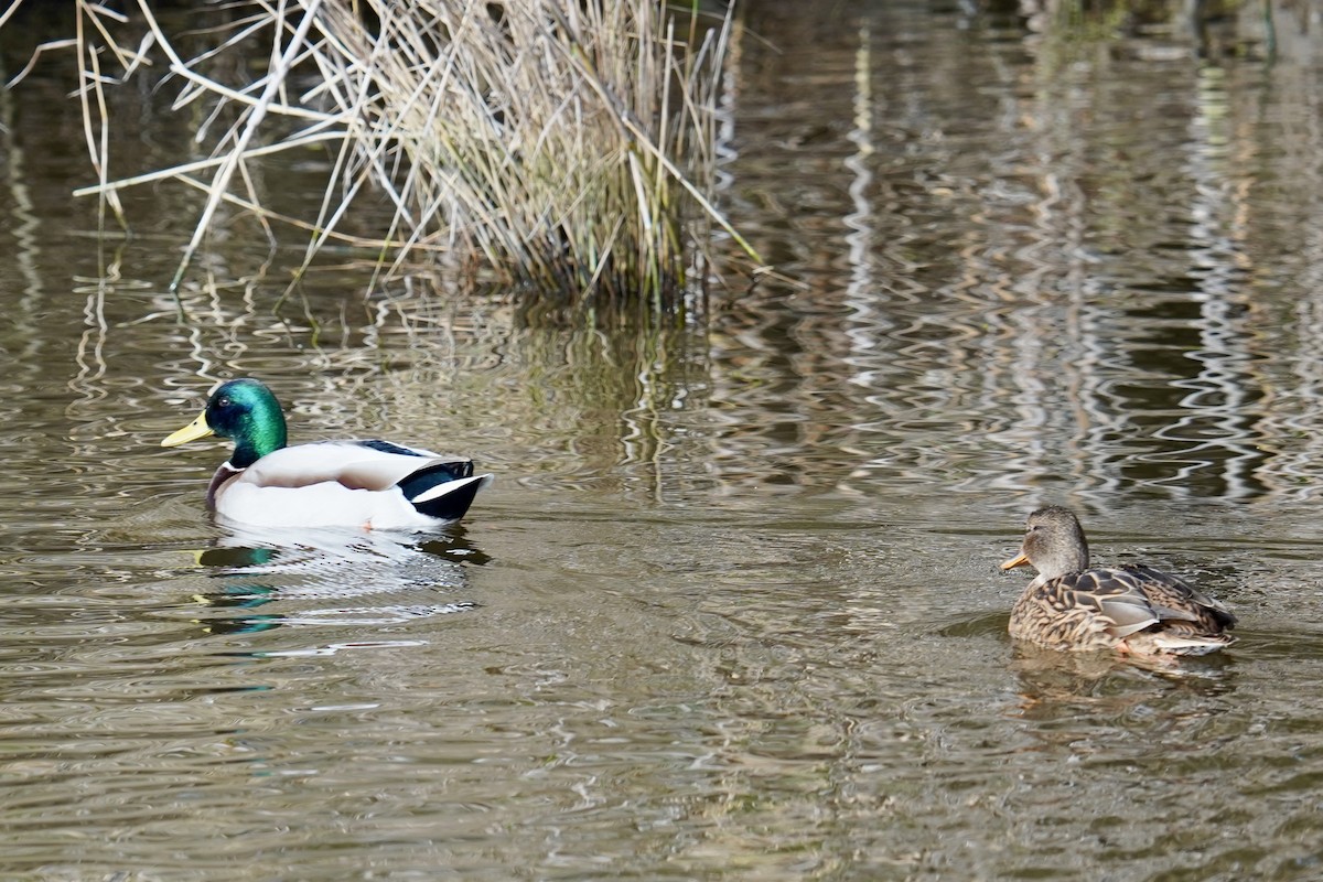 Mallard - ML647142310