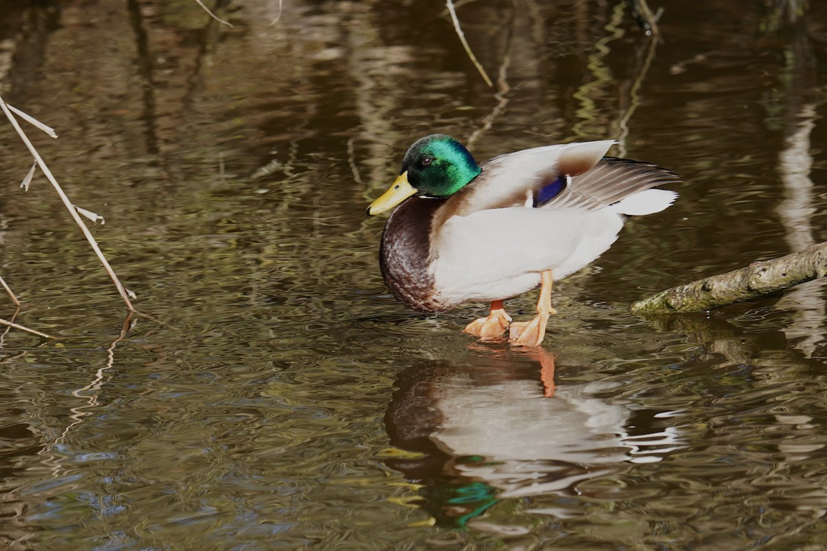 Mallard - ML647142311