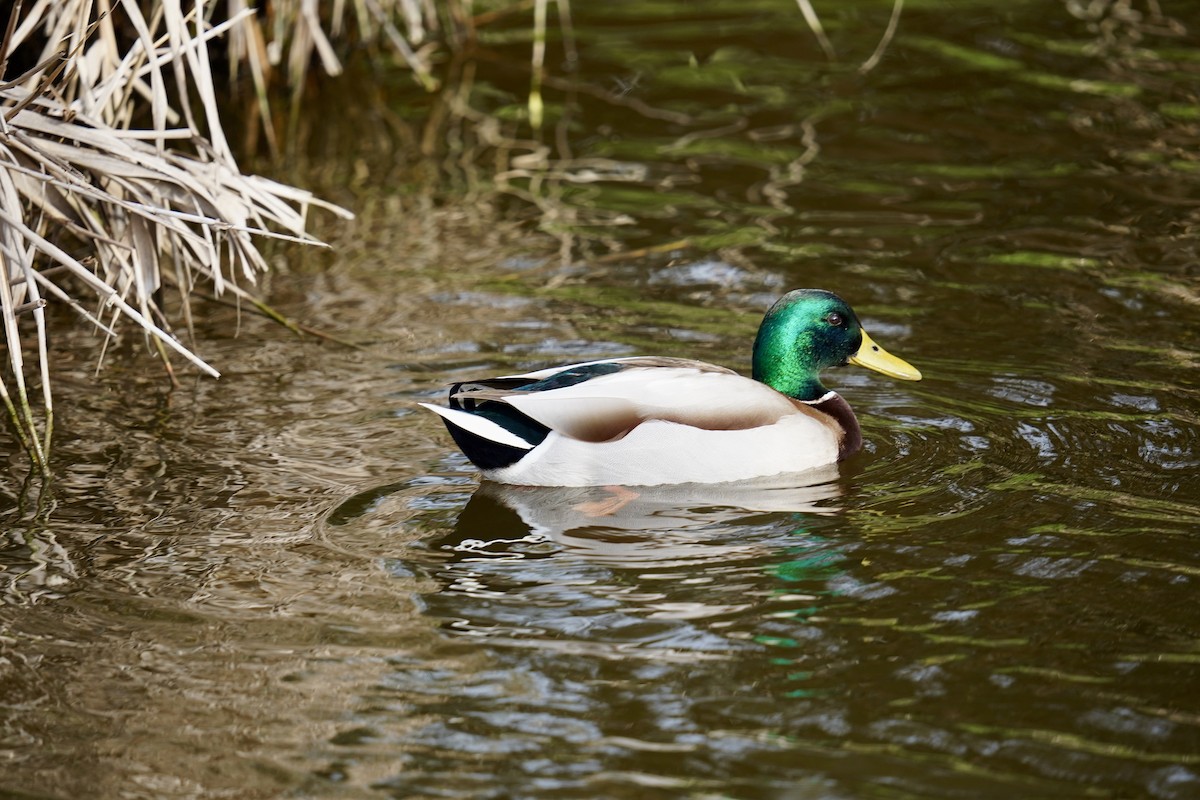 Mallard - ML647142312