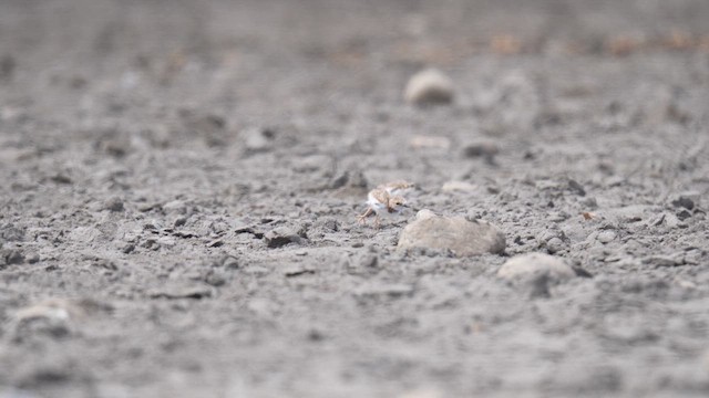 Collared Plover - ML647142313