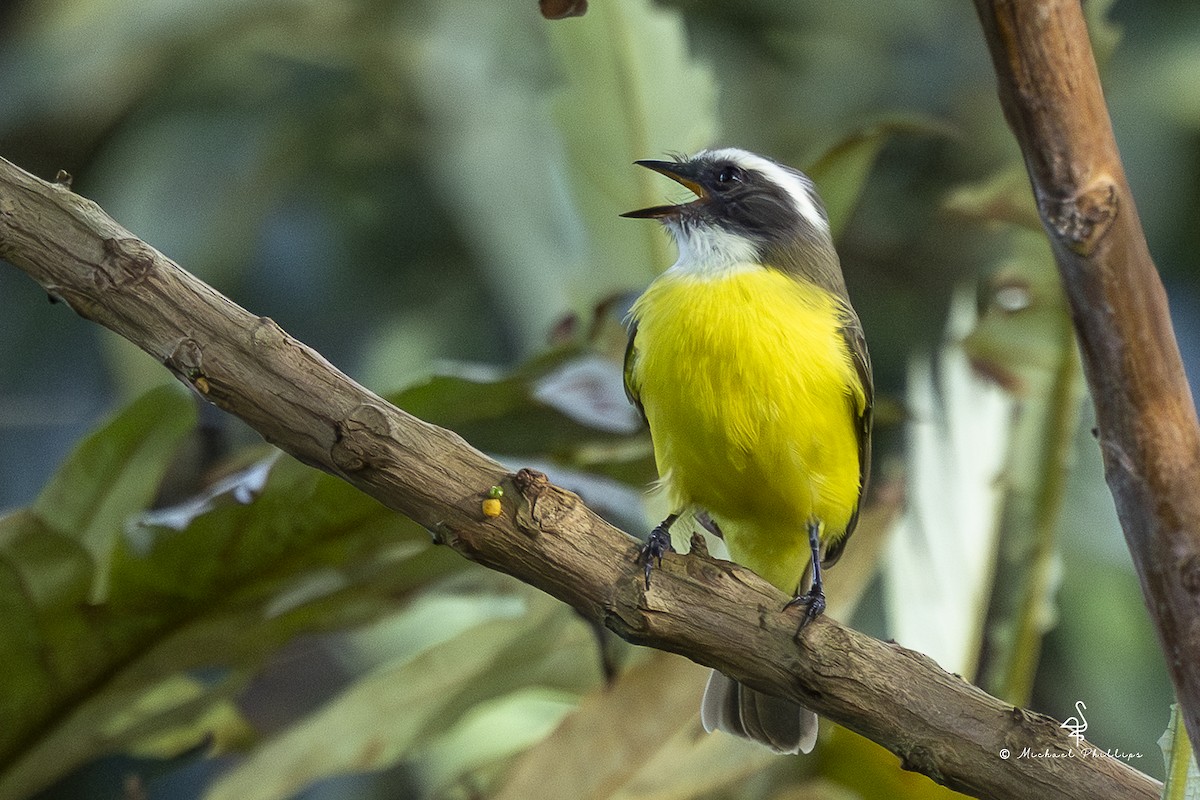 Sosyal Tiran - ML647142314