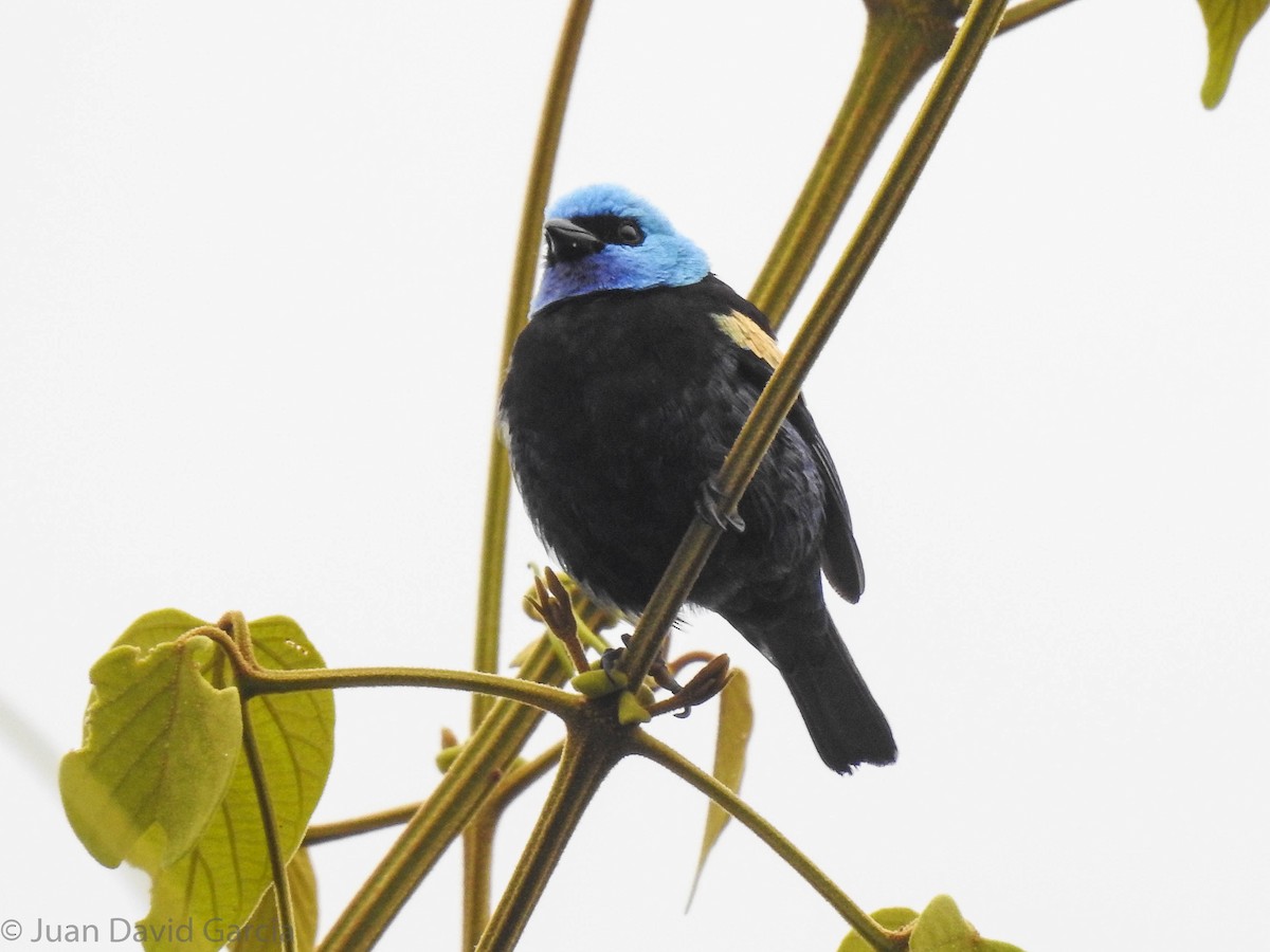 Лазурноголовая танагра - ML647142317