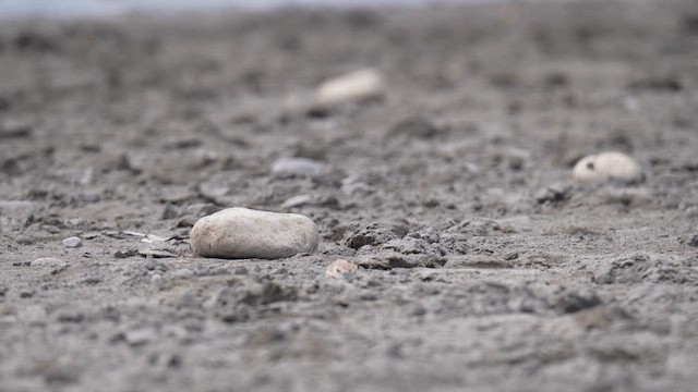 Collared Plover - ML647142319