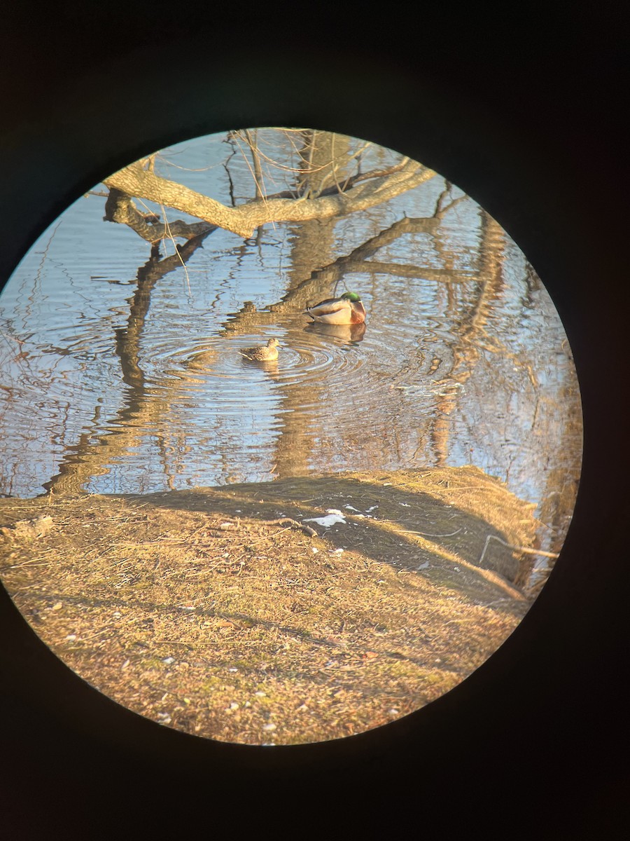 שרשיר - ML647142320