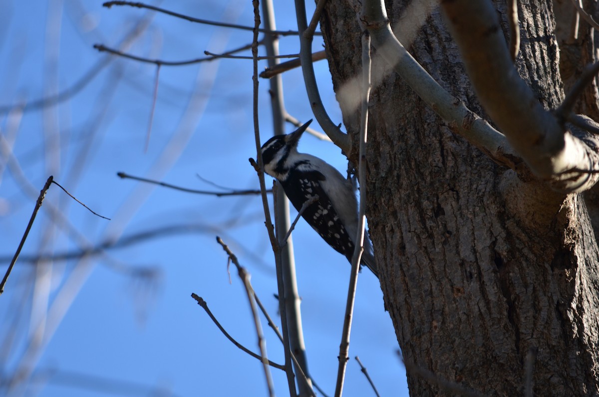 Hairy Woodpecker (Eastern) - ML647142321