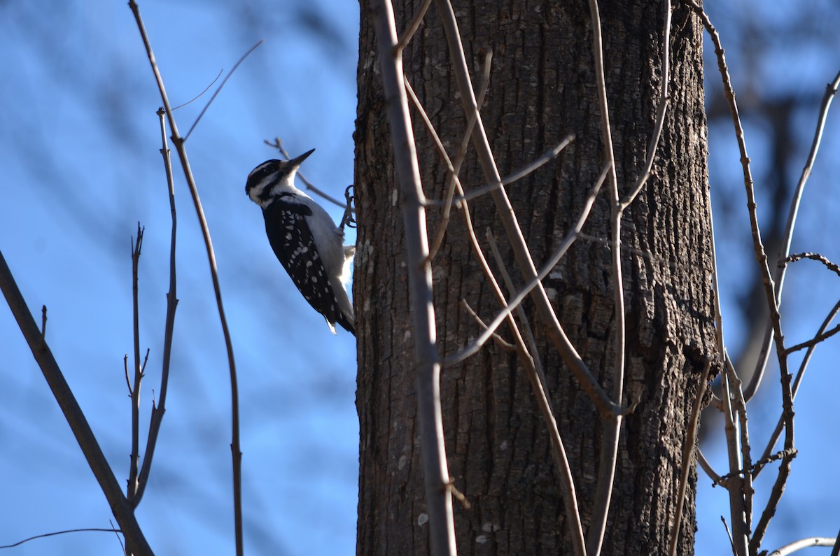 Hairy Woodpecker (Eastern) - ML647142322