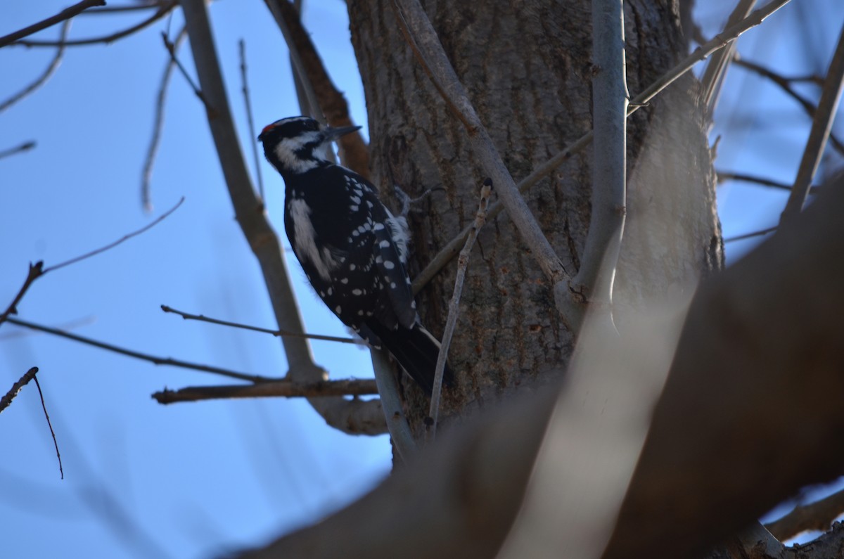 Hairy Woodpecker (Eastern) - ML647142323